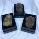 Trilobitt thumbnail