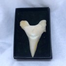 Haitann Otodus thumbnail