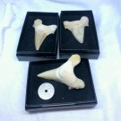 Haitann Otodus thumbnail