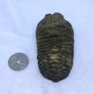 Trilobitt thumbnail