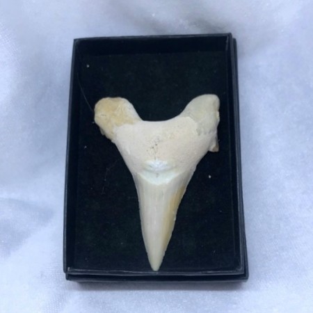 Haitann Otodus