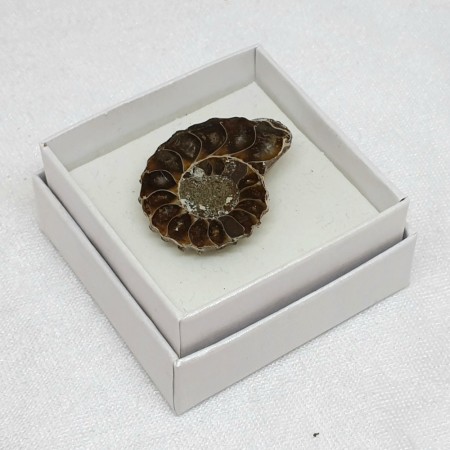 Fossil Ammonitt